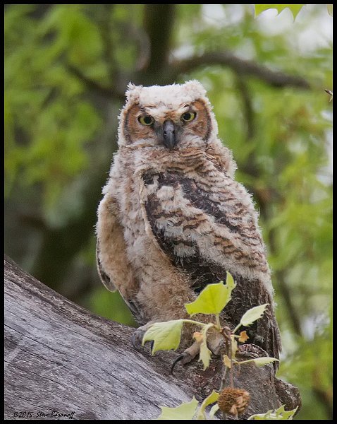 _5SB2196 great-horned owlet.jpg